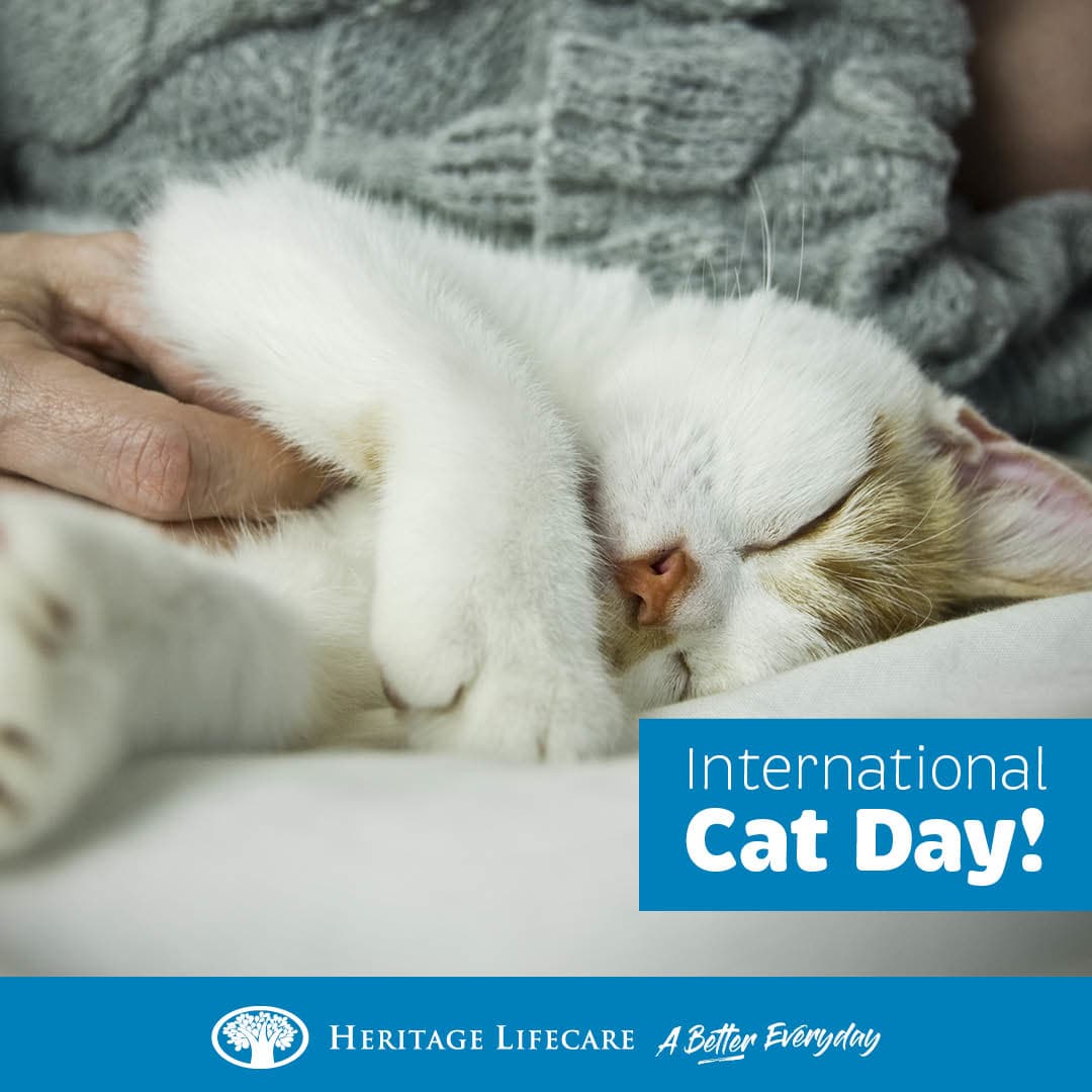 International Cat Day