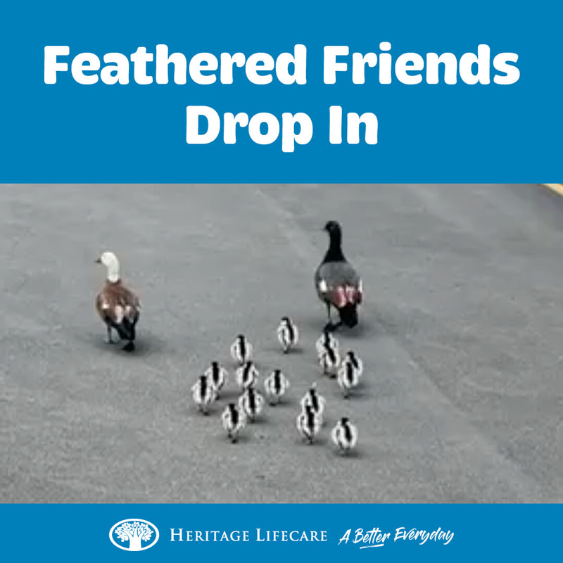 Feathered Friends Drop In