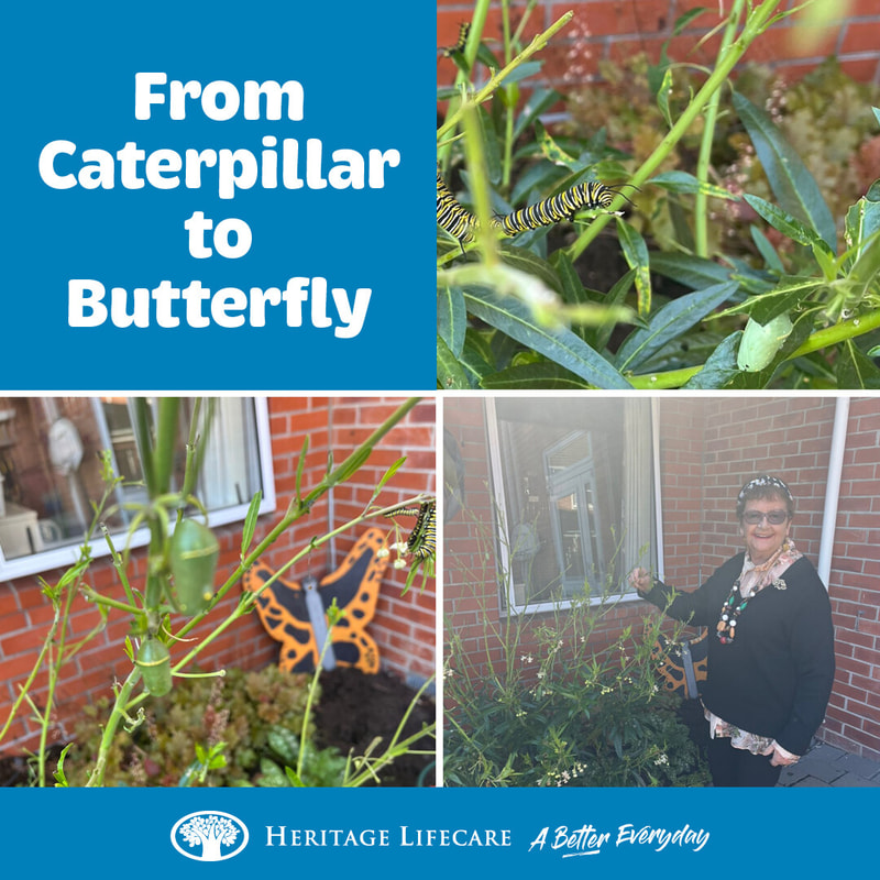 ​From Caterpillar to Butterfly