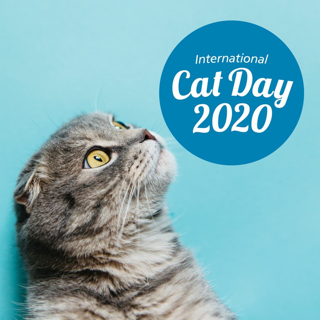 Cat day 2020 deals