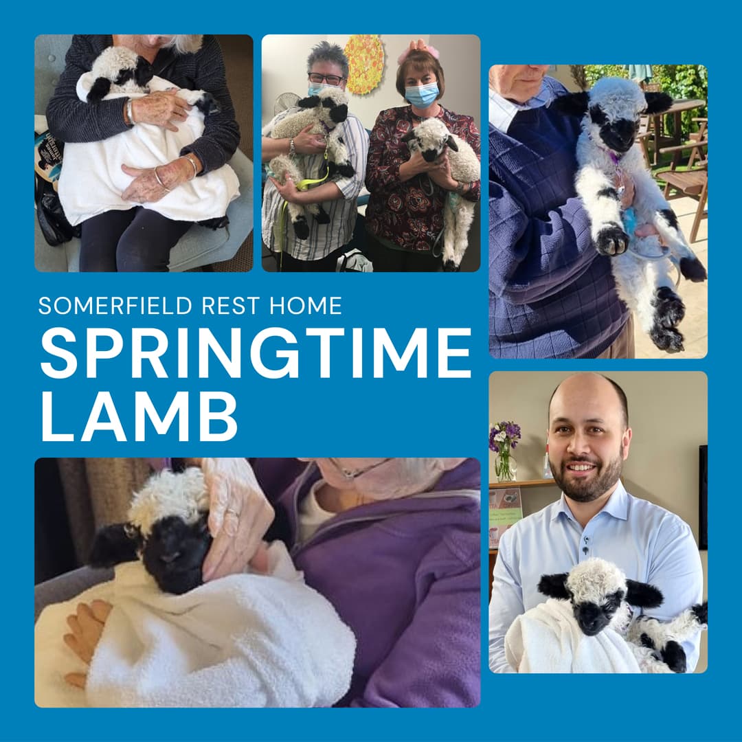 Springtime Lambs!