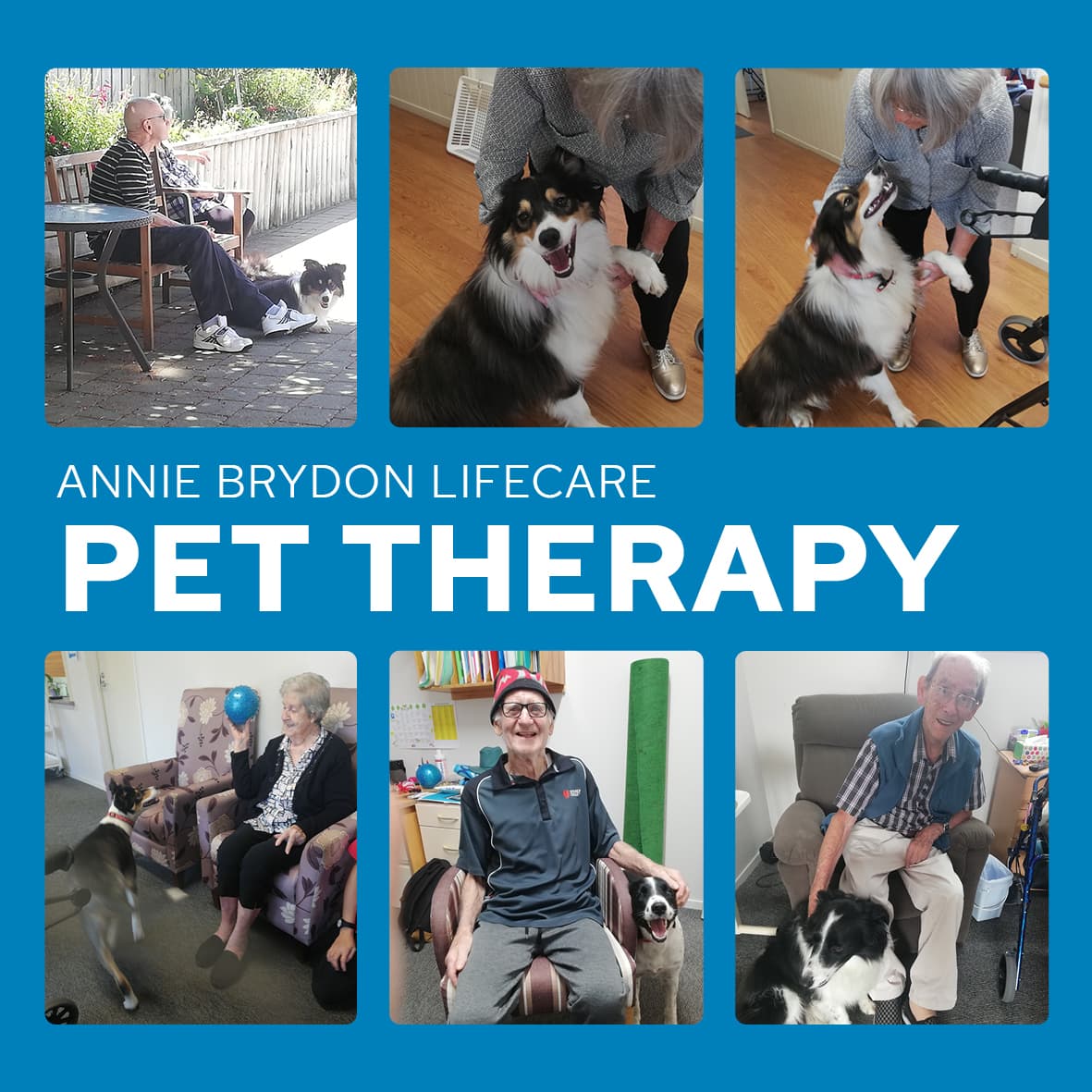 Pet Therapy