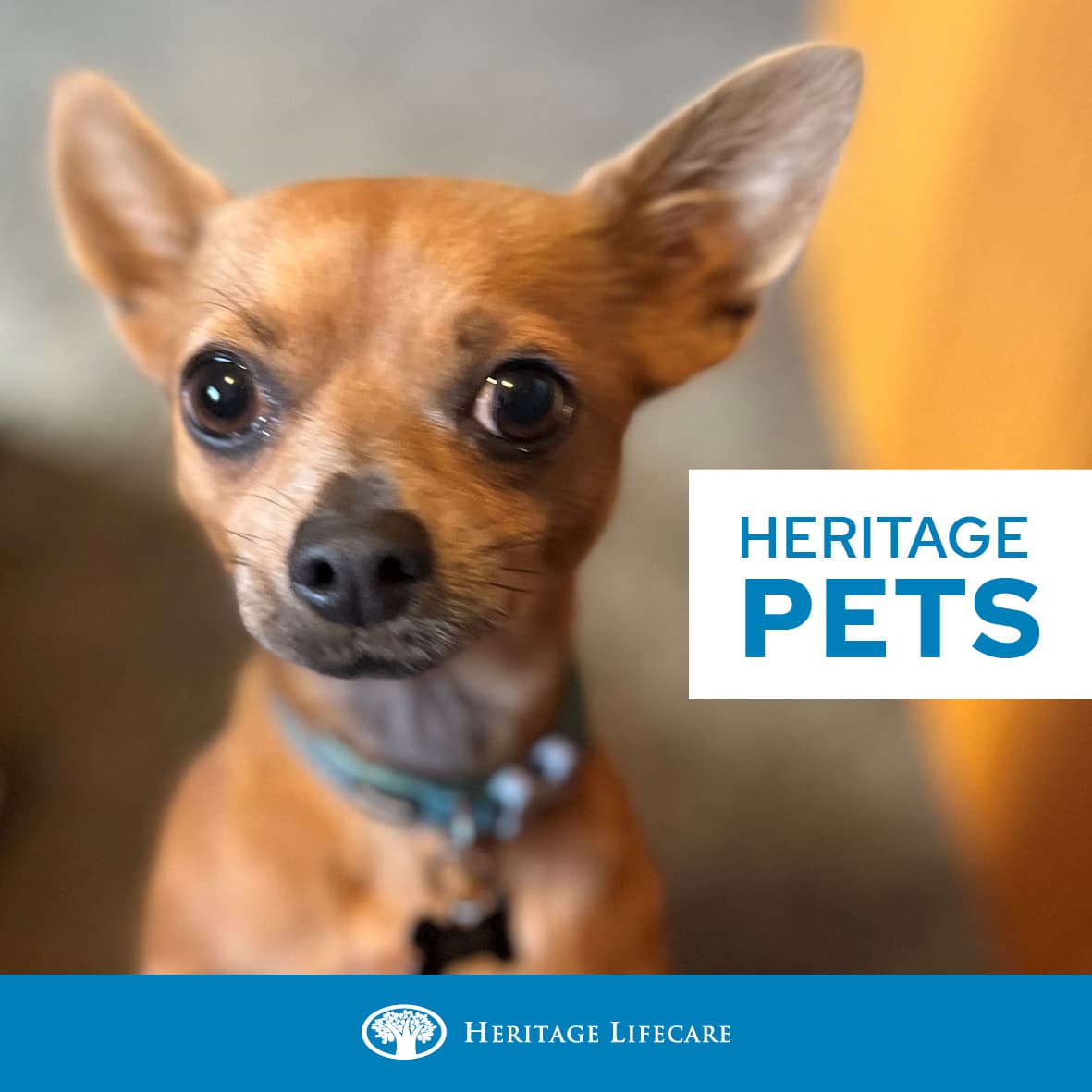 Heritage Pets.