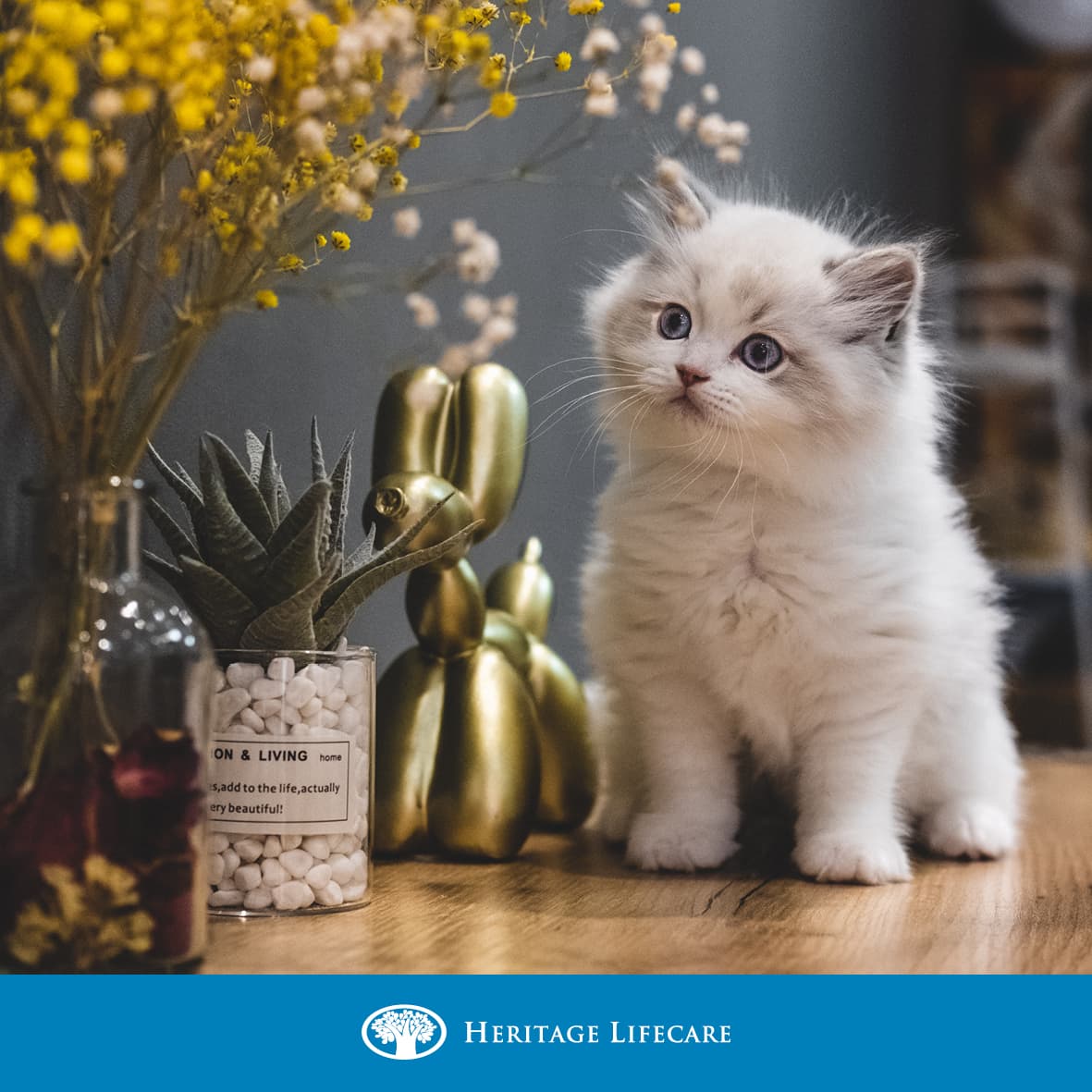 International Cat Day 