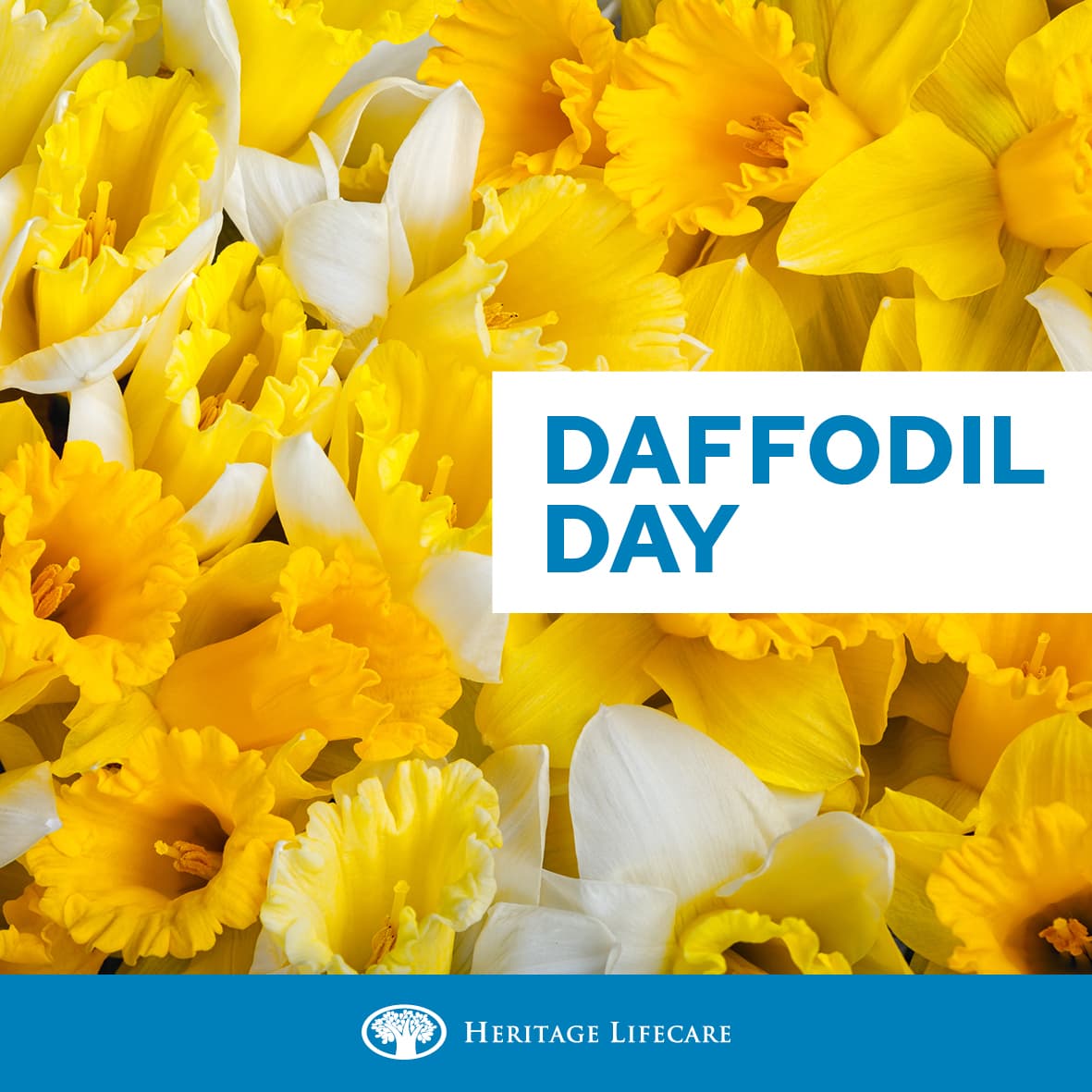 Daffodil Day