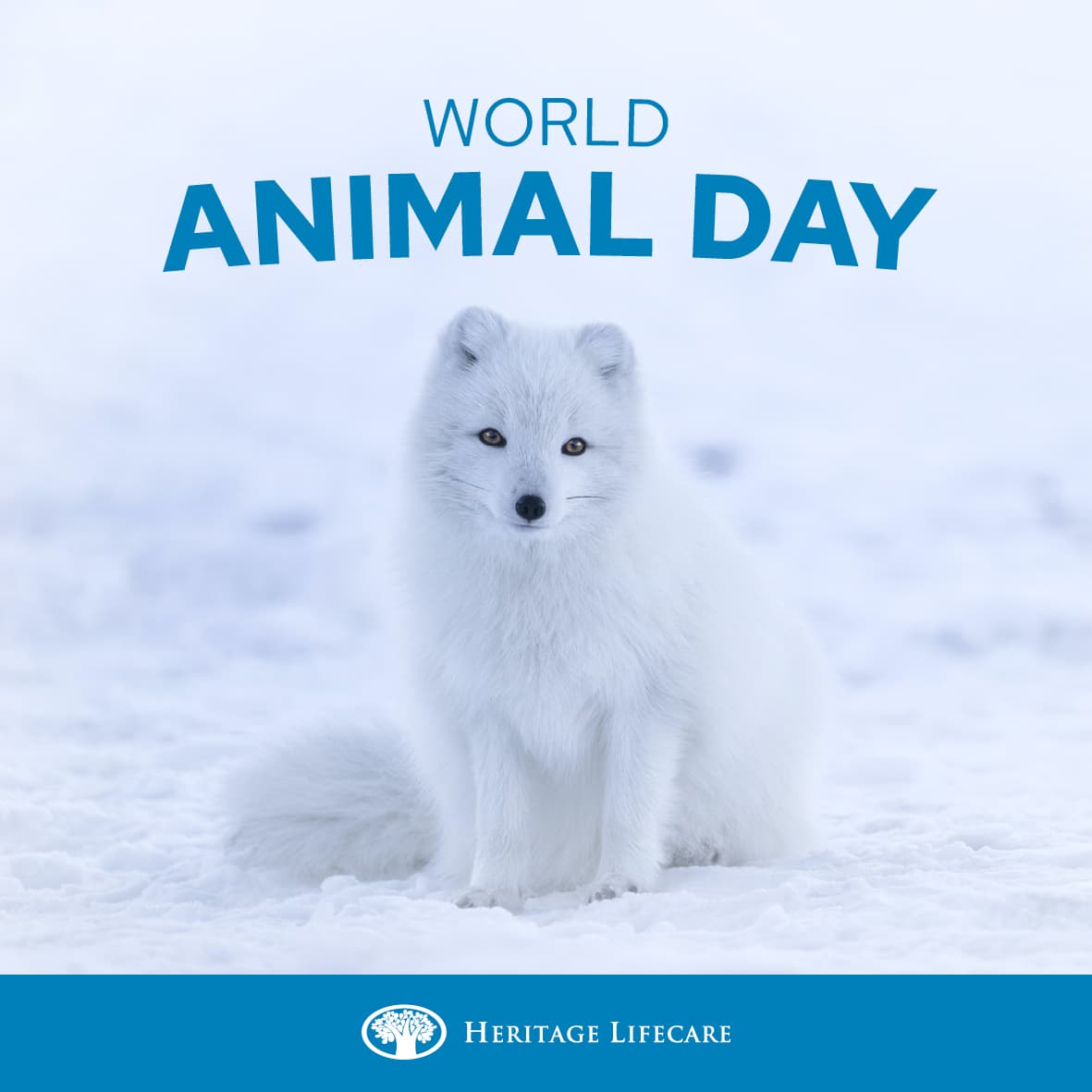 World Animal Day 
