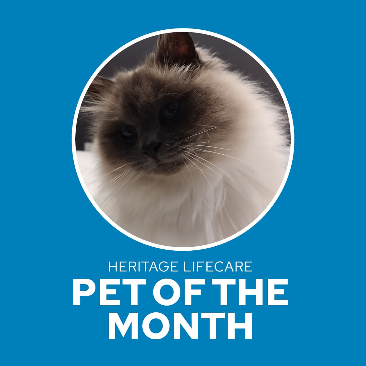October Pet of the Month