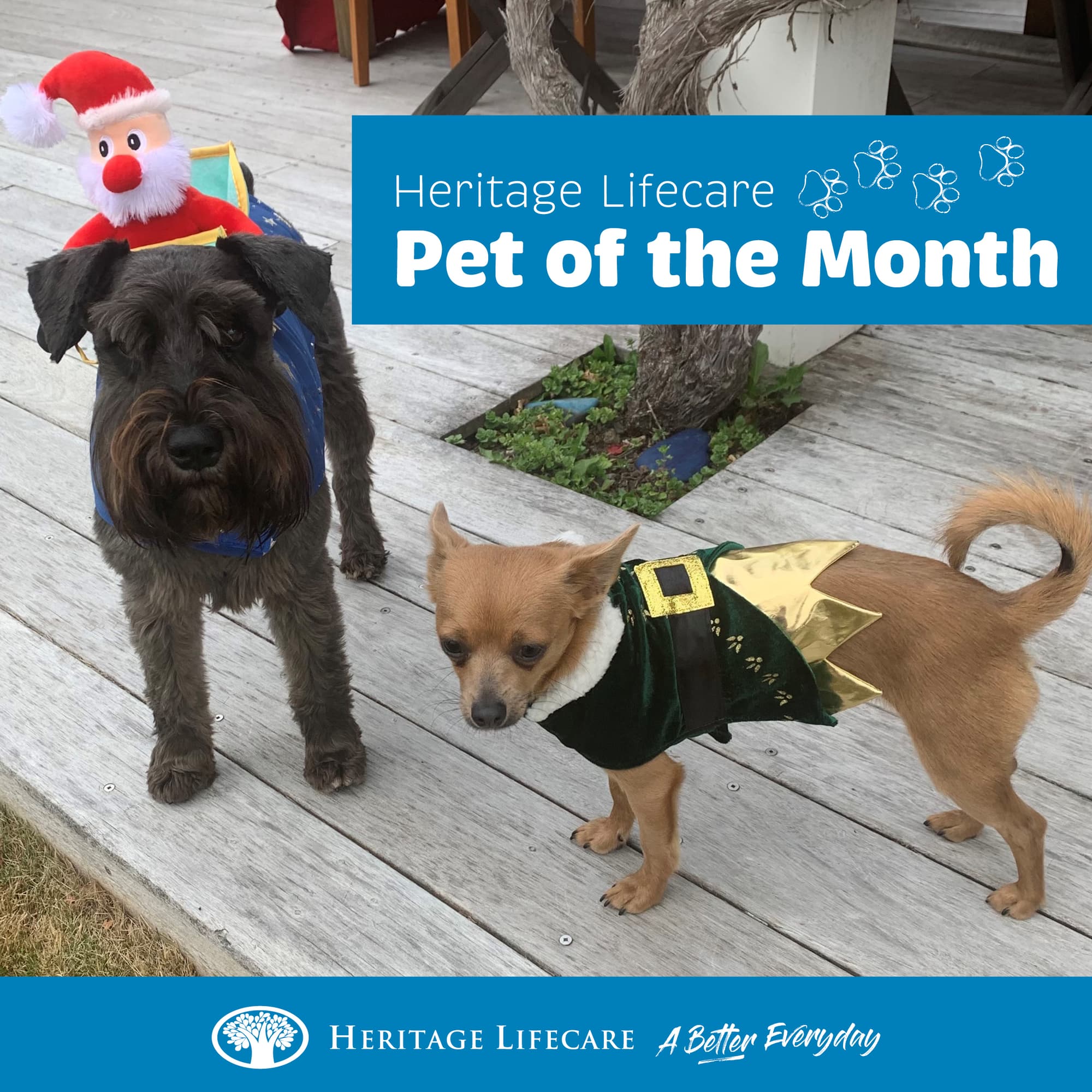 Christmas Pets of the month